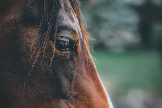 A captivating close-up of a horse's eye showcasing its lush mane and expressive features.