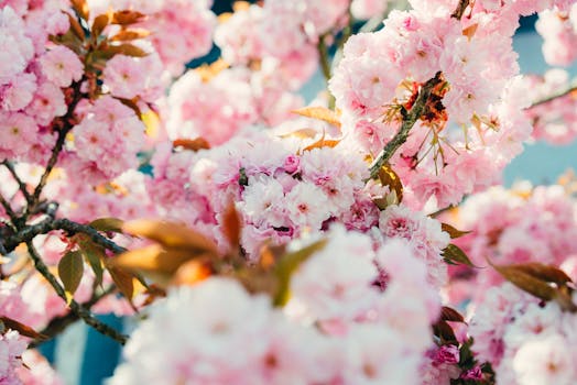 Delicate pink cherry blossoms in full spring bloom on a sunny day in Germany.